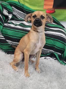 Rescue Chihuahua Dogs for Adoption in Newmarket, Ontario - Rafael | PetCurious
