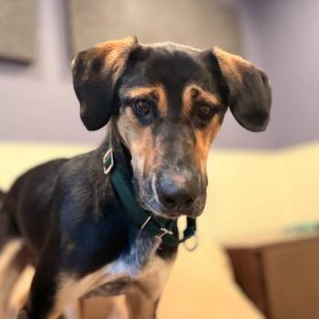 Dirk -  Bluetick Coonhound Dog for Adoption in Port Angeles, Washington - Dirk | PetCurious