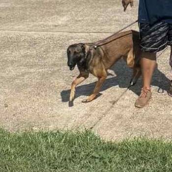 Rescue Belgian Shepherd Malinois Dogs for Adoption in Spring, Texas - Wallace | PetCurious
