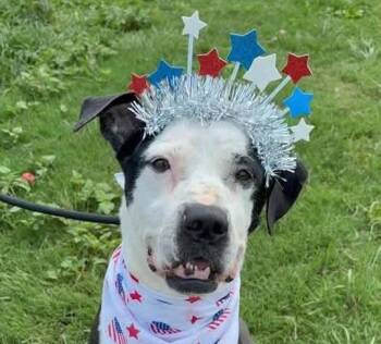 Gretta -  Boxer and Pit Bull Terrier Dog for Adoption in Cumming, Georgia - Gretta | PetCurious