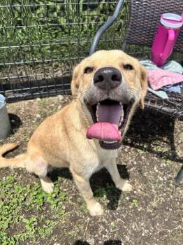 Teddy -  Labrador Retriever Dog for Adoption in Scott, Louisiana - Teddy | PetCurious