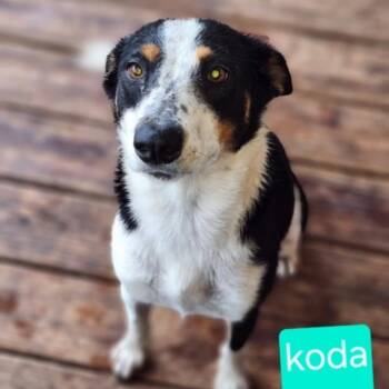 Rescue Australian Cattle Dog Blue Heeler and Mixed Breed Dogs for Adoption in Austin, Texas - Ms. Koda KK | PetCurious