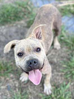 Rescue Pit Bull Terrier Dogs for Adoption in Whitewright, Texas - Walter White | PetCurious