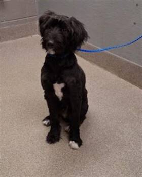 ROCKO -  Poodle Dog for Adoption in Las Vegas, Nevada - ROCKO | PetCurious