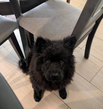 Chow Chow Dogs Available for Adoption in Sacramento, California - Jet | PetCurious