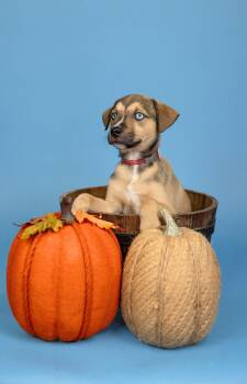829-26 -  Shepherd Dog for Adoption in Brighton, Colorado - 829-26 | PetCurious