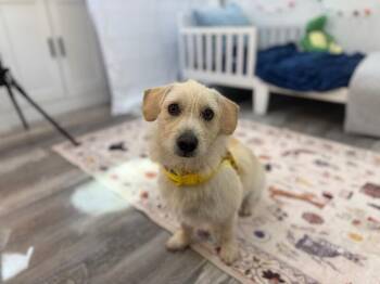 Dachshund and Terrier Dogs Available for Adoption - Winnie Honeyheart | PetCurious