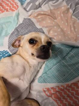 Chihuahua Dogs Available for Adoption in Billings, Montana - Lol-Rossi | PetCurious