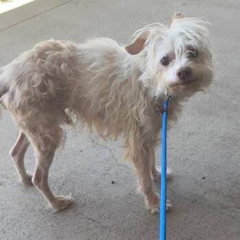 TinTin -  Terrier Dog for Adoption in Ramona, California - TinTin | PetCurious