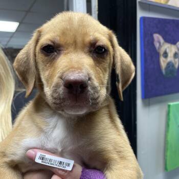 Mixed Breed Dogs Available for Adoption in Savannah, Georgia - Cassidy Puppy 5 | PetCurious