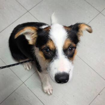 Eliza -  Mixed Breed Dog for Adoption in Leander, Texas - Eliza | PetCurious