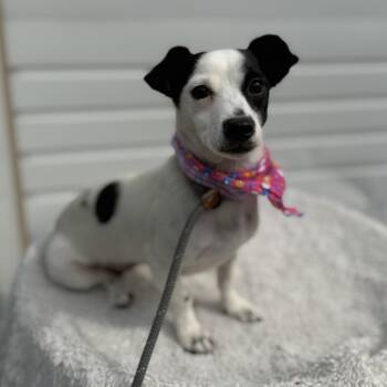 Camila -  Jack Russell Terrier and Chihuahua Dog for Adoption in Newberg, Oregon - Camila | PetCurious