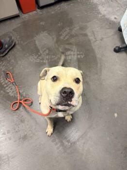 Terrier and Mixed Breed Dogs Available for Adoption - 04127B Camila | PetCurious