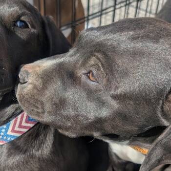 Pit Bull Terrier Dogs Available for Adoption - Beau | PetCurious