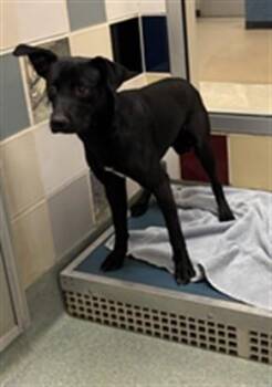 Labrador Retriever Dogs Available for Adoption in Plano, Texas - Dallas A216719 | PetCurious