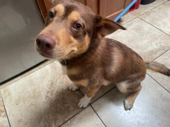 Jelly Jam Baby -  Mixed Breed Dog for Adoption in Cincinnati, Ohio - Jelly Jam Baby | PetCurious