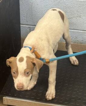 Honeydew - Adopted -  Mixed Breed Dog for Adoption in Chamblee, Georgia - Honeydew - Adopted | PetCurious