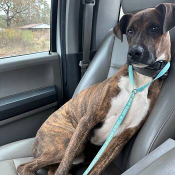 Rescue Boxer and Mixed Breed Dogs for Adoption in Wadena, Minnesota - Roscoe | PetCurious