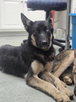 Smokey -  German Shepherd Dog and Husky Dog for Adoption in Danielsville, Georgia - Smokey | PetCurious