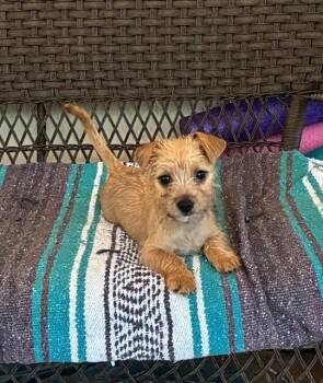 Zoey -  Chihuahua Dog for Adoption in Bradenton, Florida - Zoey | PetCurious