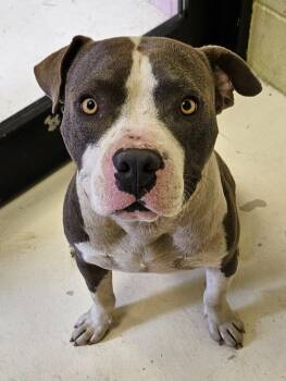 Walker -  Boxer and Mixed Breed Dog for Adoption in Sherwood, Arkansas - Walker | PetCurious
