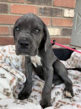 Cane Corso Dogs Available for Adoption in Glendale, Arizona - Munster Litter - Lily | PetCurious