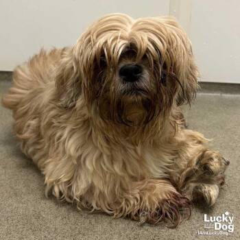 Pekingese and Yorkshire Terrier Dogs Available for Adoption in Washington, District Of Columbia - Coffee Cake | PetCurious