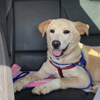 Labrador Retriever Dogs Available for Adoption - Madeline (Maddy) | PetCurious