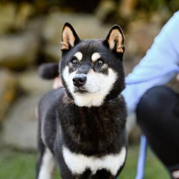 Rescue Shiba Inu Dogs for Adoption in Chester Springs, Pennsylvania - Zion | PetCurious
