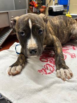 Mixed Breed Dogs Available for Adoption in Douglasville, Georgia - Piglet | PetCurious