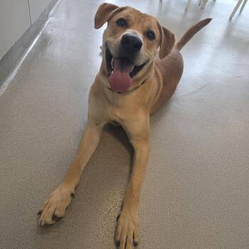 Mixed Breed Dogs Available for Adoption - Sherman | PetCurious