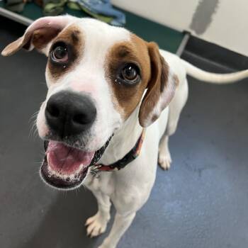 Mixed Breed Dogs Available for Adoption in Ithaca, New York - Dee Dee | PetCurious