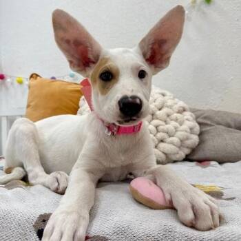 Berry Blu Penelope -  Labrador Retriever and German Shepherd Dog Dog for Adoption in Friendswood, Texas - Berry Blu Penelope | PetCurious
