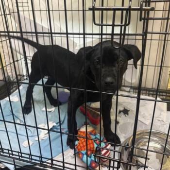 Labrador Retriever and Hound Dogs Available for Adoption - Myrtle | PetCurious
