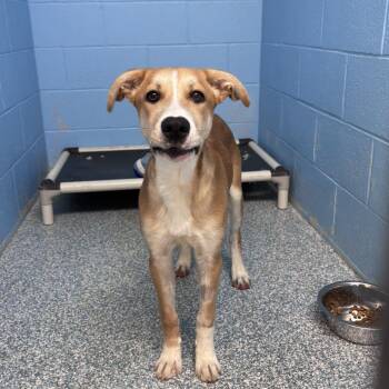 Shepherd Dogs Available for Adoption in Stillwater, Oklahoma - Buddy | PetCurious