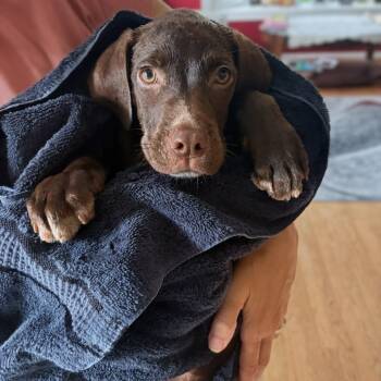 Ralph -  Chocolate Labrador Retriever and German Shorthaired Pointer Dog for Adoption in Baldwin, Maryland - Ralph | PetCurious
