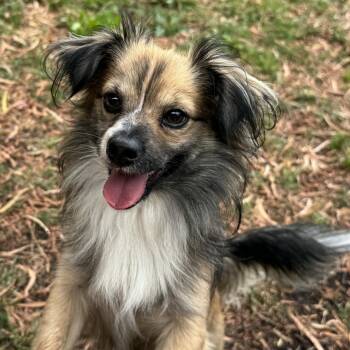 Rugby -  Chihuahua Dog for Adoption in Oakland, California - Rugby | PetCurious