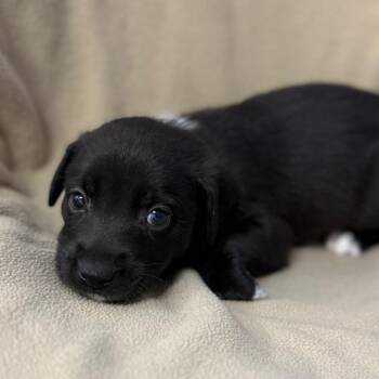 Blue Lacy and Mixed Breed Dogs Available for Adoption - Sirius | PetCurious