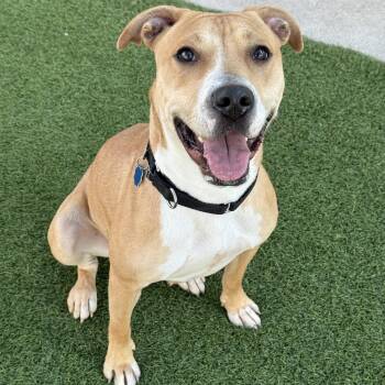 Pit Bull Terrier Dogs Available for Adoption - Moana | PetCurious