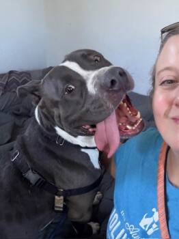 American Staffordshire Terrier Dogs Available for Adoption - Lil Baby Lou | PetCurious