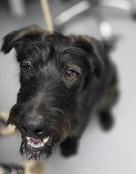 Reggie -  Mixed Breed Dog for Adoption in Morristown, New Jersey - Reggie | PetCurious