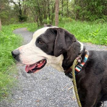Great Dane Dogs Available for Adoption in Harrisonburg, Virginia - Harry | PetCurious