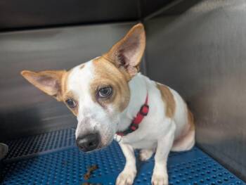 Chihuahua Dogs Available for Adoption in Nacogdoches, Texas - Barry | PetCurious
