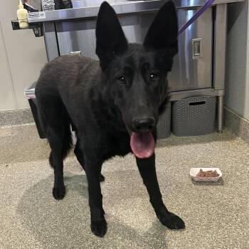 IVHS-Stray-140264 -  Belgian Shepherd Malinois Dog for Adoption in San Gabriel, California - IVHS-Stray-140264 | PetCurious