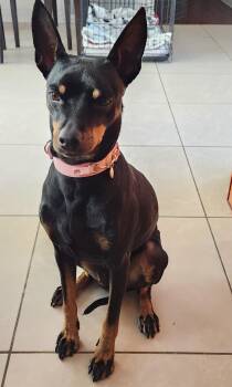 Dee is still available for adoption -  German Pinscher Dog for Adoption in Tustin, California - Dee Is Still Available For Adoption | PetCurious