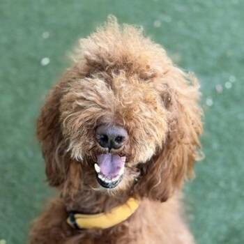 Bently -  Standard Poodle Dog for Adoption in Sacramento, California - Bently | PetCurious