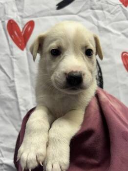 Labrador Retriever and Mixed Breed Dogs Available for Adoption - Bowie | PetCurious