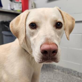 Winnie -  Mixed Breed Dog for Adoption in Greenville, South Carolina - Winnie | PetCurious
