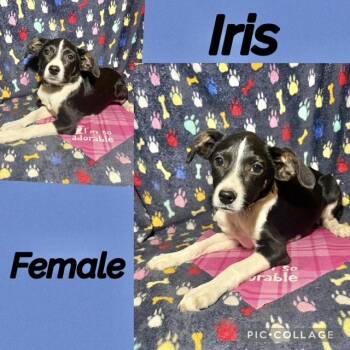 Labrador Retriever Dogs Available for Adoption in Manchester, Connecticut - Iris | PetCurious