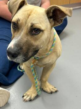 Sugar -  Corgi Dog for Adoption in Hartsville, South Carolina - Sugar | PetCurious